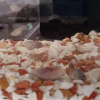 ماهی نژاد گوپی سنگاپور بلو مسکو شکم پر