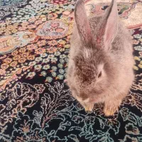 خرگوش لپی