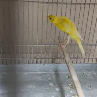 یه جفت قناری یک سر باتخم