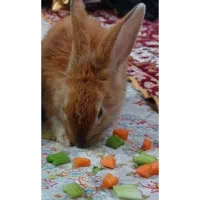 خرگوش چهار ماهه اهلی نر