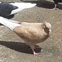 کبوتر جفت جوانه زرد  ،کاکلی کرمونی