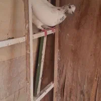کفتر ماده گرفتنی