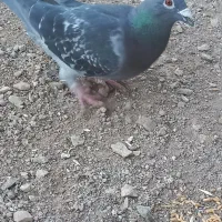 کبوتر پلاکی|پرنده|زنجان, |دیوار