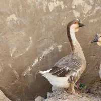 قوغاز‌نر،‌اصیل‌یک‌ونیم‌ساله،معاوضه،یا‌فروش|حیوانات مزرعه|اهواز, امانیه|دیوار