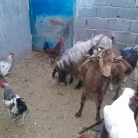 نربز یه بُر|حیوانات مزرعه|شریف‌آباد, |دیوار