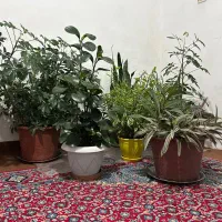 فروش گل خانگی همه|گل و گیاه طبیعی|مریوان, |دیوار