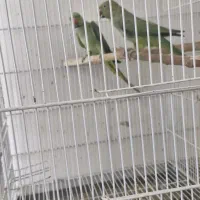 ملنگو مولدی