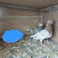 کبوتر|پرنده|محمدیه-قزوین, |دیوار