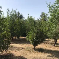 باغ ملوسجان