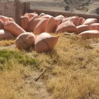 فروش کاه گندم طبیعی وارگانیک باکمباین تراکتور