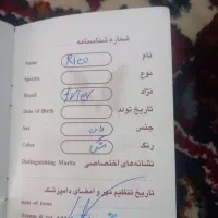 واگذاری سگ پیتبول|سگ|لردگان, |دیوار