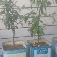 درختچه خانگی میوه ۴ عدد چهارساله