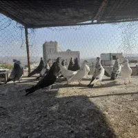 فروش کفتر خوب به شرت میدم|پرنده|نیر (اردبیل), |دیوار