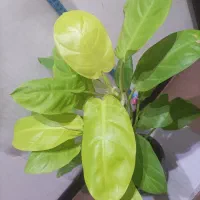 فیلو دندون/فیلندرون