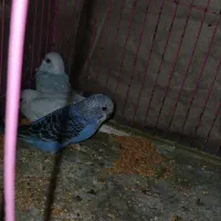 جوجه مرغ عشق