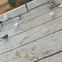 کبوتر|پرنده|کامیاران, |دیوار