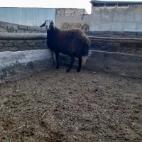 بره بذری تیزران وبزجوان|حیوانات مزرعه|نیشابور, ریوند|دیوار