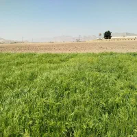 فروش زمین کشاورزی