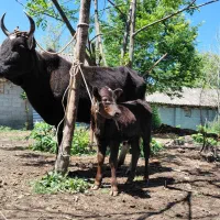 گاو و گوسالع نر چالوسی لوکس