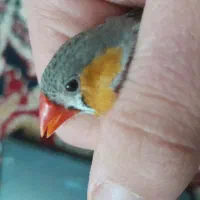 فنچ زیبا ماده با تخفیف