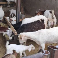 بز و بزغاله