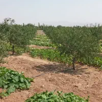 فروش باغ ویلا|فروش خانه و ویلا|ضیاء آباد, |دیوار