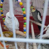 جفت عروس هلندی دستی|پرنده|مشهد, انقلاب|دیوار