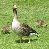 2عدد غاز سیاه رنگ امروز گم شده چ