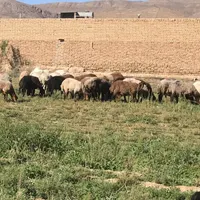 چوپان برای نگهداری گوسفند