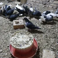 کفتر پرشی|حیوانات|حمیدیا, |دیوار