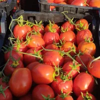 فروش گوجه لوکس ساکاتا تناژ بالا