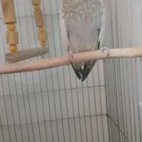 عروس هلندی ماده