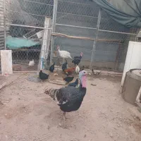 بوقلمون|حیوانات مزرعه|اهواز, اسماعیلیه|دیوار