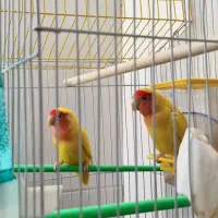 یک جفت طوطی برزیلی