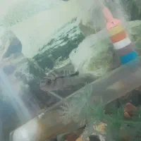 ماهی فلاور ۳ نیم بندی|ماهی|تربتحیدریه, بازار|دیوار