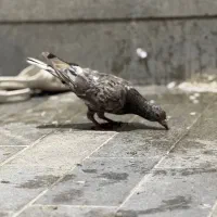 کفتر بوم المانی سار هفترنگ سینه چپ افشون زرد|پرنده|مشهد, هفده شهریور|دیوار