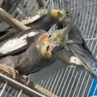 عروس هلندی جوجه،بالغ،مولد