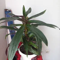 گل موسی در گهواره