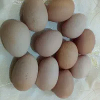 تخم مرغ امپراتور لایت