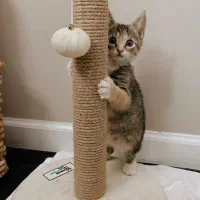 پت شاپ نوین واوان|لوازم جانبی حیوانات|اسلامشهر, شهرک واوان|دیوار