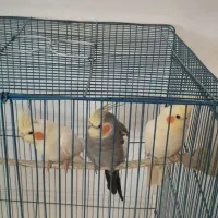 سه تا عروس هلندی