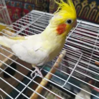 عروس هلندی مولد همراه جوجه|پرنده|لاهیجان, طالقانی|دیوار