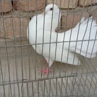 کفتردم چتری زینتی