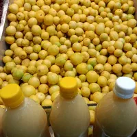 آبگیری گوجه