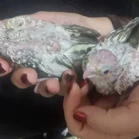 جوجه عروس هلندی