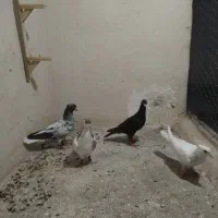 کفتر جوانه