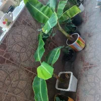 گل و گیاه|گل و گیاه طبیعی|کیش, |دیوار