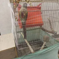 پرنده