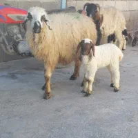 میش و بره 2عدد|حیوانات مزرعه|دزفول, |دیوار