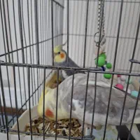 عروس هلندی|پرنده|ری, امین آباد|دیوار